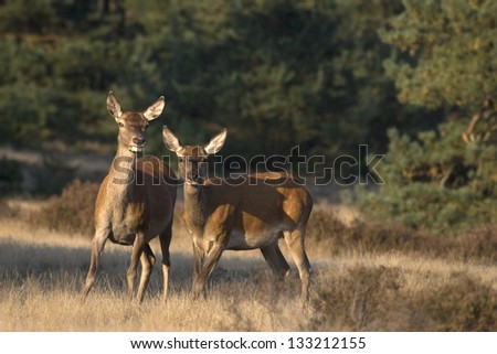 Red deer in a scenic National Park De Hoge Veluwe, Netherlands Royalty-Free Stock Photo #133212155