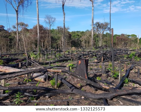 Deforestation of the Amazon rainforest by slash-and-burn. Amazon, Brazil. Photo was taken on March 4, 2019.
