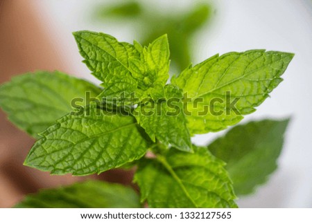 Mint Leaves Green Royalty-Free Stock Photo #1332127565