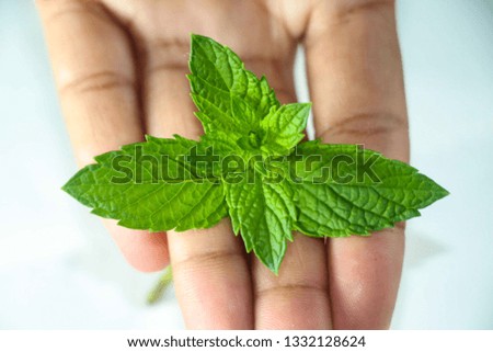 Mint Leaf in Hand Royalty-Free Stock Photo #1332128624