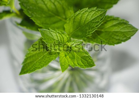 Mint Leaves in Glass Royalty-Free Stock Photo #1332130148