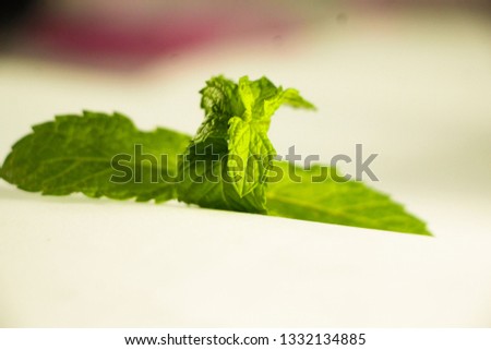 Mint Leaf Green Plant  Royalty-Free Stock Photo #1332134885