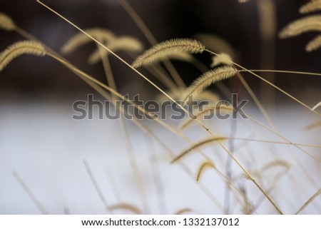Yellow golden foxtail grass ends looking like grain plants extended diagonally over winter snowy background with smooth bokeh contrasting landscape scene. Detailed photo of fuzzy plant ends
