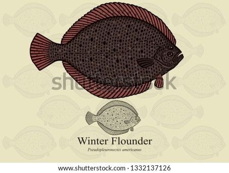 Winter Flounder, Black Back. Vector illustration with refined details and optimized stroke that allows the image to be used in small sizes (in packaging design, decoration, educational graphics, etc.)