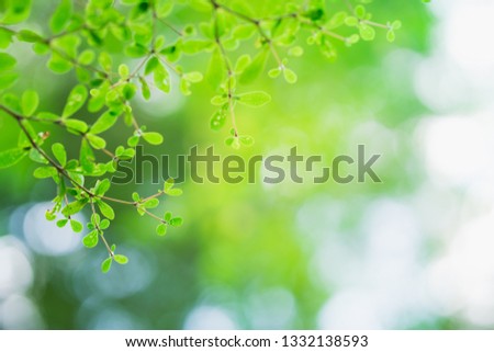 Closeup nature view of green leaf on blurred greenery background with copy space using as background natural green plants landscape, ecology, fresh wallpaper concept