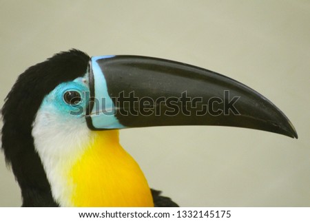 
i capture this picture Singapore, The channel-billed toucan is a near-passerine bird in the family Ramphastidae found in Trinidad and in tropical South America as far south as southern Brazil