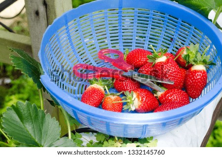 strawberry ripe at harvest from the garden. ready to eat and make ice cream cake and Smoothies