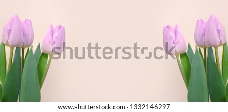 A banner with pink tulips from two sides on a pastel beige background. Beautiful background with flowers and free space. Image