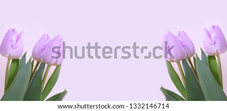 Banner with lilac tulips from two sides on a pastel light lilac background. Beautiful background with flowers and free space. Image