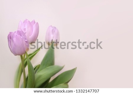 Lilac tulips with green leaves on a light beige pastel background. Floral background with free space. Image 