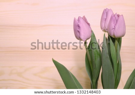 Purple-pink tulips on a beige wooden background. Beautiful background with flowers and free space. Image
