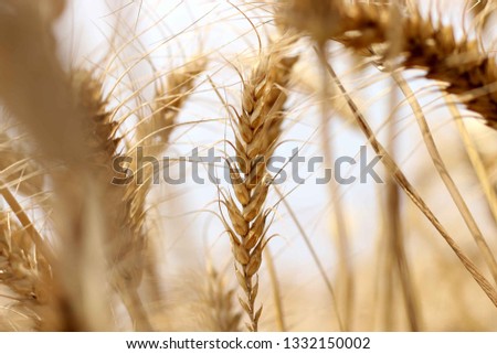 Wheat Grain Field  Royalty-Free Stock Photo #1332150002