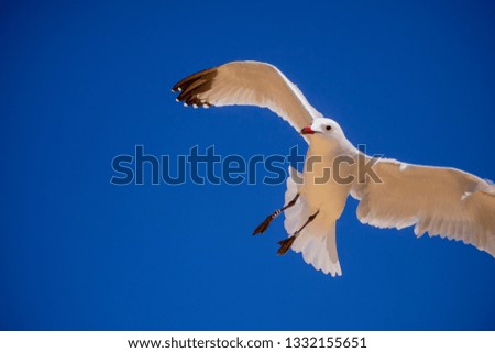 snow-white gull in the blue sky