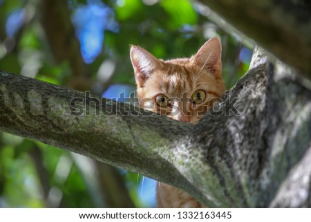 Cat looking for birds in holly tree Royalty-Free Stock Photo #1332163445