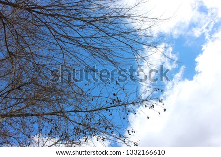 Dry tree with cloudy sky 