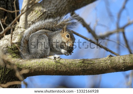 Squirrel eating a nut Royalty-Free Stock Photo #1332166928