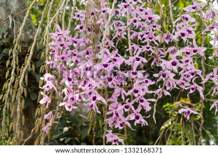 Orchid, the Dendrobium anosmum produce the beautiful, soft pinkish purple flowers up high on a tree. They give the sweet fragrance to the environment in the garden background blurred and bokeh. 
