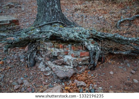 roots of an old tree over a brick foundation