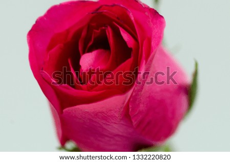 Pink Rose  Close up on whitee wallpaper