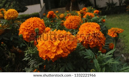 Nice Marigold pictures. Amazing scenery of Spring