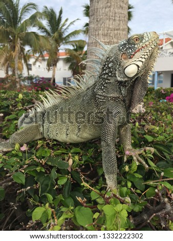 Iguana on a bush on Curaçao