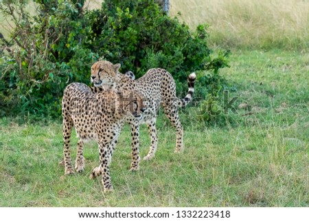 Five brothers, a cheetah coalition in the plains of Africa inside Masai Mara National Reserve during a wildlife safari