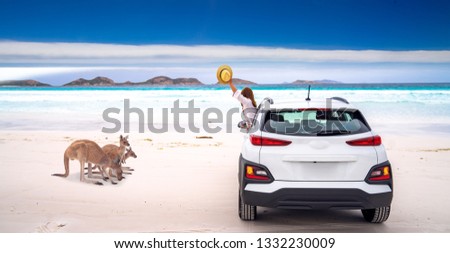 Kangaroo family at Lucky Bay beach in  Cape Le Grand National Park near Esperance, Western Australia, this image can use for travel, animal, car, nature, drive, concept