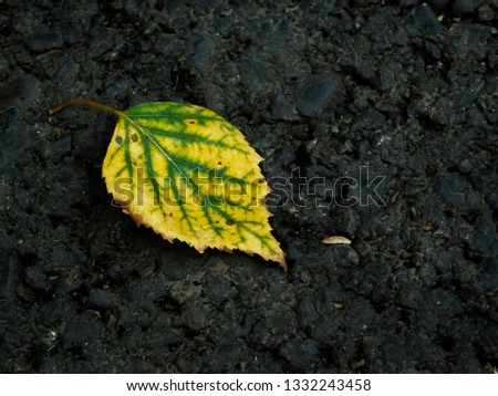 lone birch leaves on the dirty asphalt