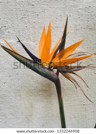 Strelitzia flower closeup isolated on white, blooming paradise bird flower on the white textured background