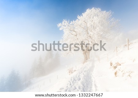 Winter landscape. In the magical winter forest fog. Swiss Alps.