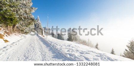 Winter in the forest. Road to the mountains. Snowdrifts of snow on Christmas trees. Joyful day in Europe before the Christmas holiday. In the background are mountains in a sea of clouds.Switzerland.