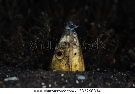 Napoleon Snake Eel in the sand