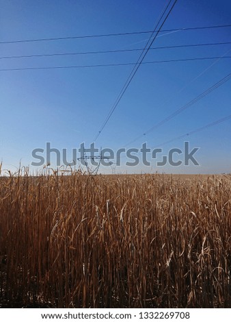 Landscape with golden yellow dried crop and high voltage electricity power towers and cables on background with blue skies