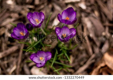Beautiful photo of purple crocus just blooming at the first sight of spring. Soft focus wood mulch background.  