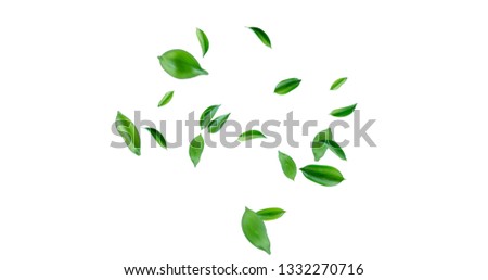 Nature Tree Leaves image with white background