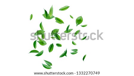 Nature Tree Leaves image with white background