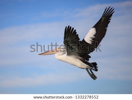 Australian Pelican Pelecanus conspicillatus flying against the background of the blue sky. Australia. Royalty-Free Stock Photo #1332278552
