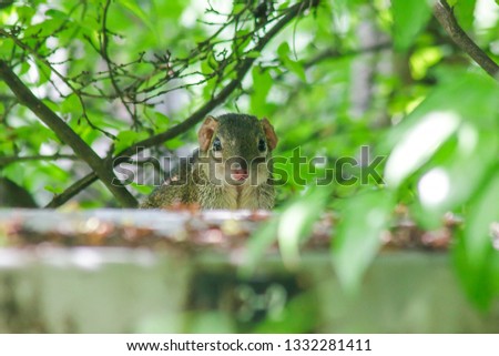 Treeshrew under the bushes looking at