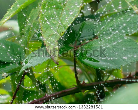         trap between wet spider web, water drop and plant                       