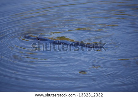 Platypus floating in a lake in a wild in Australia