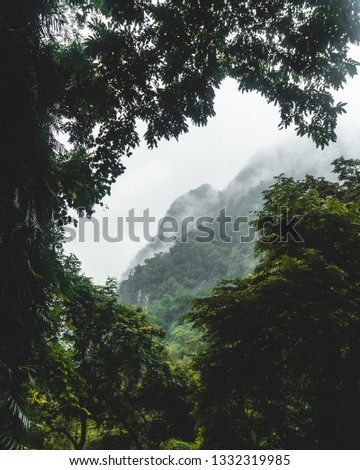 jungle landscape moody