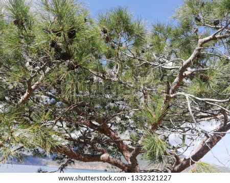 a pine tree