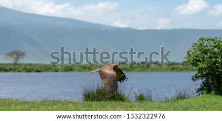 A Black Kite in the Ngorongoro Crater 