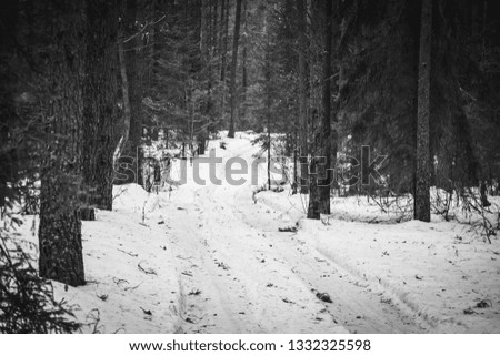 Winter scenery. Forest road back and white