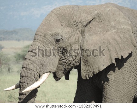 African Elephant in Serengeti National Park, Tanzania