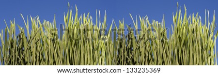 Grass with blue sky
