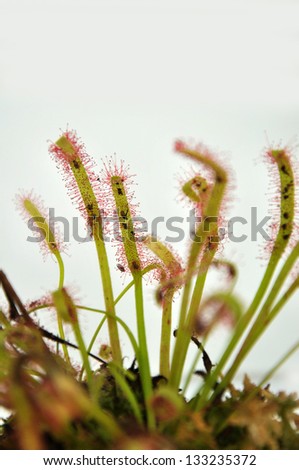 Sticky leaves on a sundew plant - carnivorous plant that traps insects and digests them
