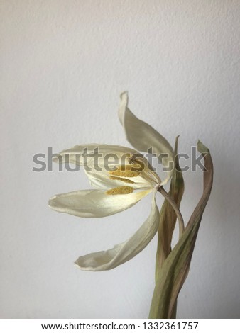 One white dry Tulip