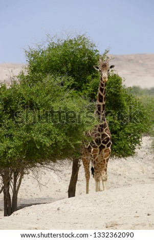A beautiful picture of a giraffe popping its head out of a tree, where it is grazing 