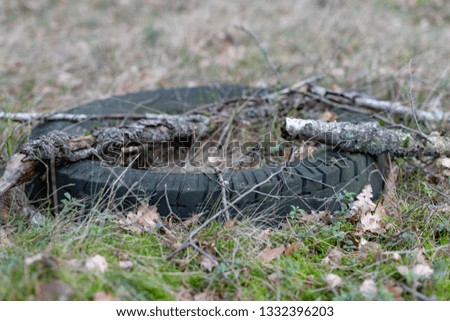 Old tire overgrown by grass in the forest. Hummed forest stand. Season of the spring.